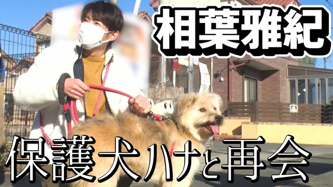 【保護犬】相葉くんが感情を失ったマルチーズと再会【相葉雅紀】 【保護犬】相葉くんが感情を失ったマルチーズと再会【相葉雅紀】
