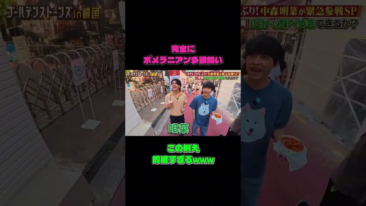 完全にポメラニアン多頭飼いで笑うwww #sixtones 完全にポメラニアン多頭飼いで笑うwww #sixtones